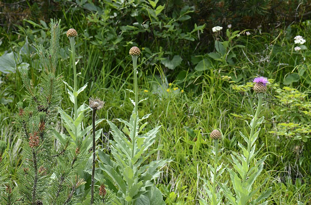 Rhaponticum hemeralpion  / Fiordaliso delle Alpi orientali